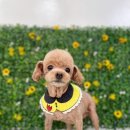 댕이발소 이미지