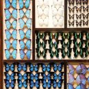 반디랜드 곤충박물관 전시실 이미지