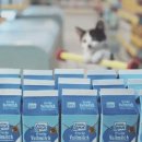 실제 고양이들을 데리고 촬영한 독일 슈퍼마켓 <b>Netto</b> 광고