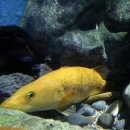 황쏘가리 이미지