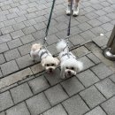 댕댕아띠 이미지