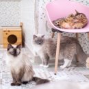 마오네 문덕점 이미지