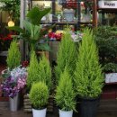 행복한 꽃 이미지