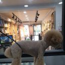 은평애견 이미지