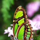 꽃과 나비 이미지