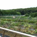 분당-394 이미지