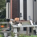 만나능이감자옹심이 이미지