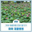 마하재활병원 | 거제 여름여행 연꽃 즐기기 마하 재활병원