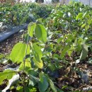 생명농장 이미지