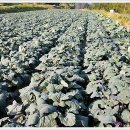 금마3농장 이미지