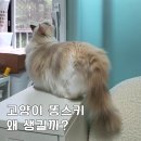 고양이 똥스키 이유? 먼치킨 고양이키우기 집사 현실