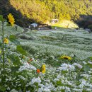 산골 메밀 밭에서 2. 이미지