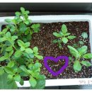 나눔한방허브 이미지