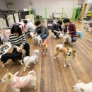 파이리코 이미지