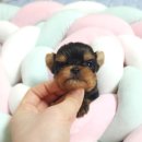 루시드 리엔 이미지