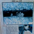 금와 Daum카페