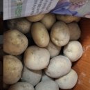 개진감자영농조합법인 | 6시 내고향 경북 고령 감자 주문 방법 구매처 택배 개진감자영농조합법인의 담백한 매력