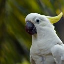 앵무새 이미지