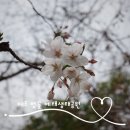 대왕수천 | 제주 벚꽃 실시간 서귀포 중문 대왕수천예래생태공원 벚꽃명소