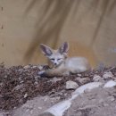 늑대랑여우랑 이미지