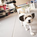 오드리 독 이미지