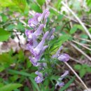 방갈로민박 이미지