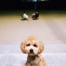 갯마을을 그리워하는 이미지