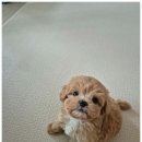 강아지의 품격 이미지