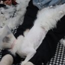 고양이 미용실 방울선생 이미지