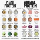 100g당 식물성 단백질 vs 동물성 단백질 이미지