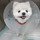 리라동물병원 이미지