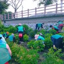 수국정원 이미지