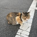 국도 세탁소 | 경주 토모노야호텔&amp;료칸 (2026. 1. 16. ~ 17.)