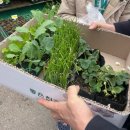 보람농장 | 주말농장 우리집 텃밭, 서울 강서구 오곡 텃밭 모종 파는 곳