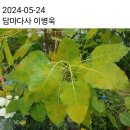 이병욱, ＜목숨건. 이교도 지역 전법(轉法)＞ 이미지