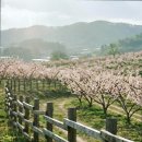진량땅부자부동산중개사무소 | [매매]경산 자인면 서부리 복숭아밭 - 농사와 투자를 동시에 잡는 알짜배기 땅/경산 토지 매매