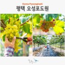 오성농원 | 평택 포도 파는곳 켐벨 거봉 샤인머스켓 직거래 오성포도농원 당도 최고