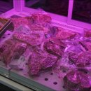 센텀향도 이미지