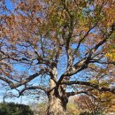 느티나무 할아버지 | 김해 응달동 보호수 느티나무와 푸조나무 4그루