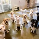 전주애견유치원 고마워복실아 이미지