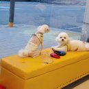 니니 애견 미용실 이미지