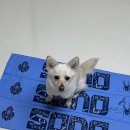 위너스펫