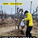 안성농약 | 40대귀촌일기 안성 사과대추나무 무농약의 시작 미생물 자연 퇴비 주기