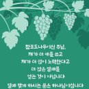 포도나무 이미지