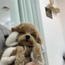 이로운 펫살롱 이미지