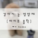 덴탈뷰 | 마이뷰 옵틱 | 8살 &amp; 3살 강아지 급여 후기 | 내돈내산