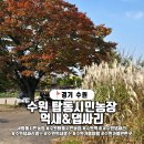 대비농장2 | 경기도 수원탑동시민농장, 도심 속 작은 억새 댑싸리 명소 탐방기