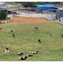 천북목장 이미지