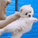 댕댕이묭실 이미지