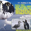 남극 Emperor Penguin (황제 펭귄)의 일대기 이미지
